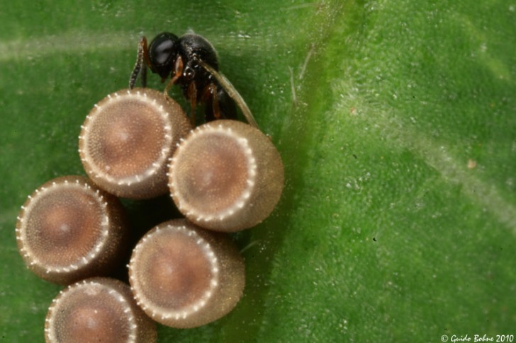 Una vespa parassita (Scelionidae) depone le uova nelle uova di cimice: la povera larva di cimice ospiterà quelle di vespa.