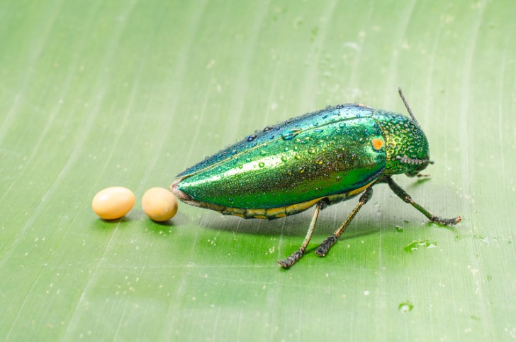 Un coleottero dal colore vivace (Buprestidae) depone quelle che sembrano piccolissime uova di gallina