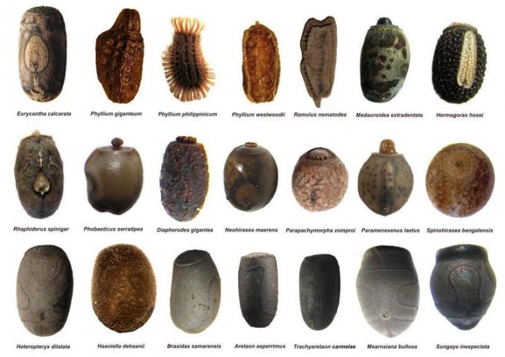 Ecco alcune tra le uova più assurde degli insetti stecco (phasmida): forme e colori di ogni tipo, alcune assomigliano ad antiche ciotole di terracotta!