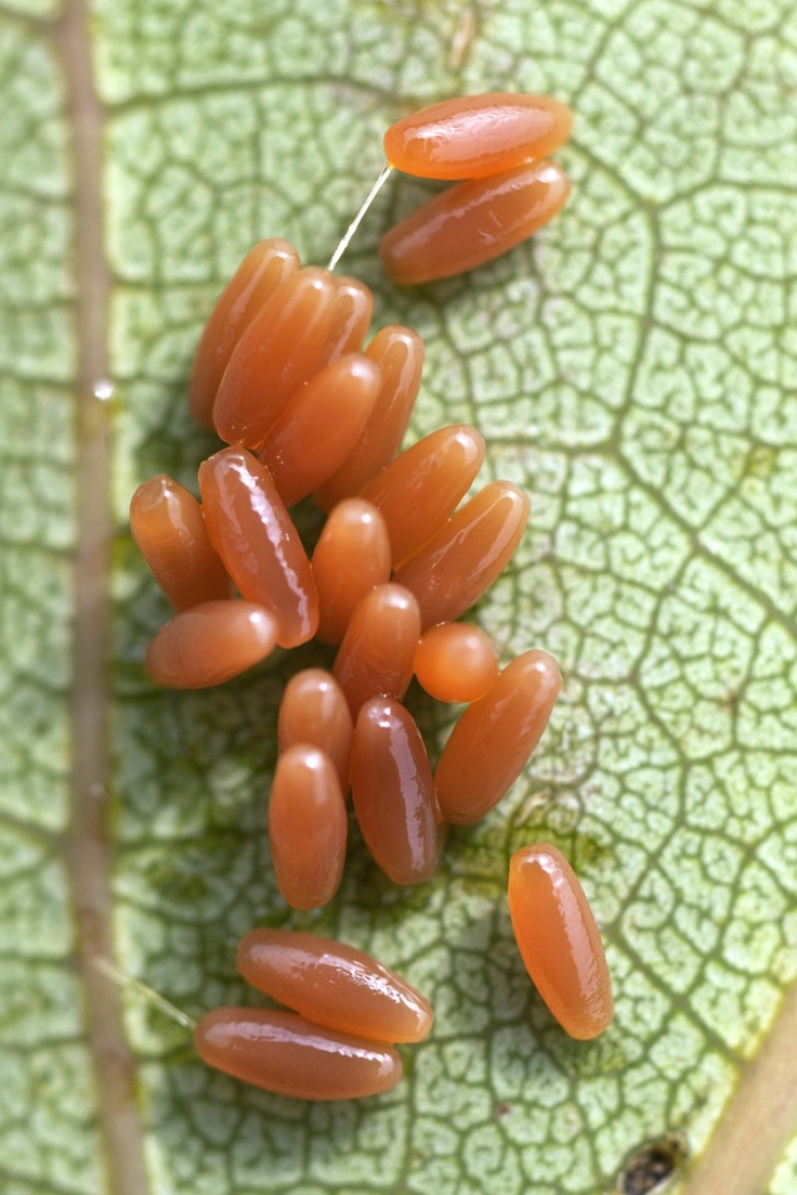 Uova di coleottero Chrysomela populi: le larve sono molto inclini al cannibalismo