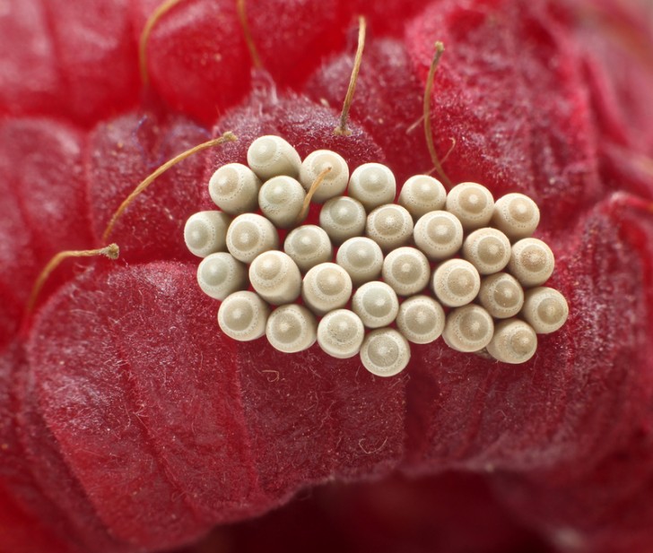 Alcune uova di cimice contengono una sostanza zuccherina, al fine di incoraggiare le formiche a portarle nel formicaio in cui si schiuderanno al sicuro