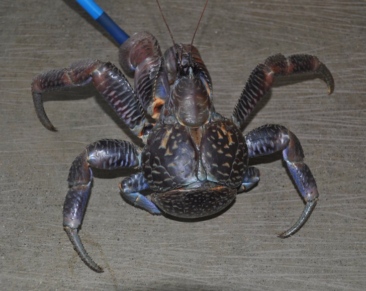 Le crabe de cocotier (Birgus latro) vit dans le Pacifique et pèse en moyenne 4 kg pour 40 cm de longueur, mais des spécimens bien plus grands ont été vus...