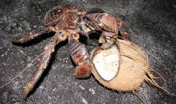 Kokosnoot is dus niet vaste prik voor deze krab, maar het is bekend dat hij met zijn krachtige scharen de kokosnoten kan breken en zich kan voeden met kokosvlees.