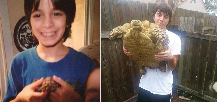 3. Après 17 ans, le garçon est devenu un homme et la tortue... immense!