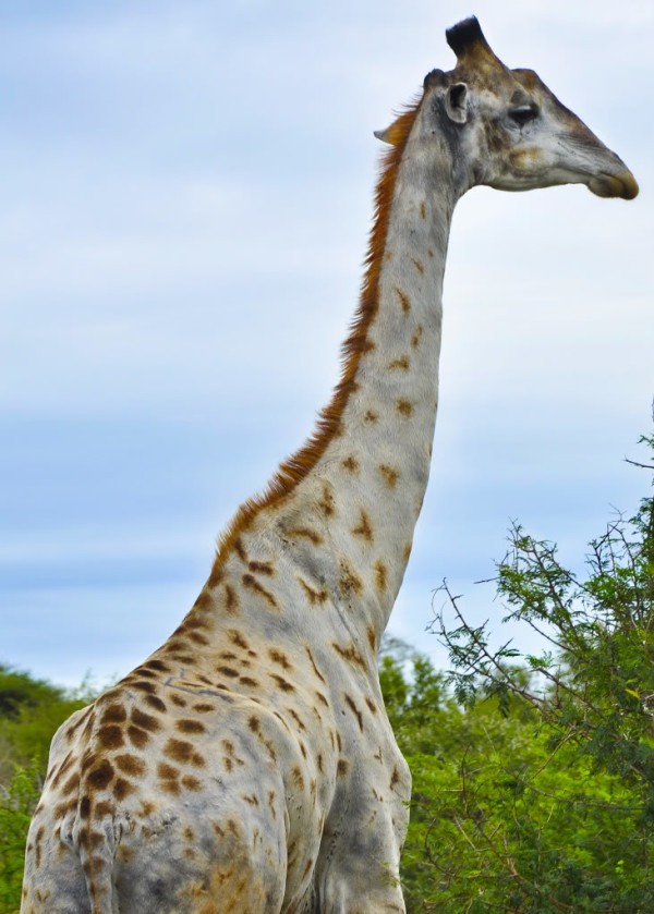 15. Girafe
