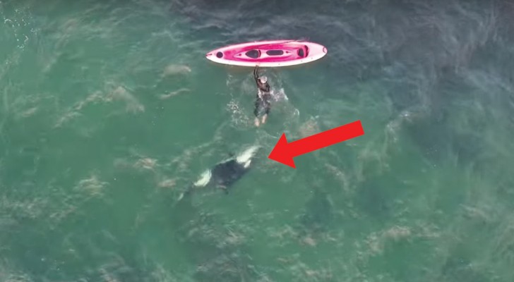 Baja del kayak y se tira en el agua: lo que alcanza? es extraordinario