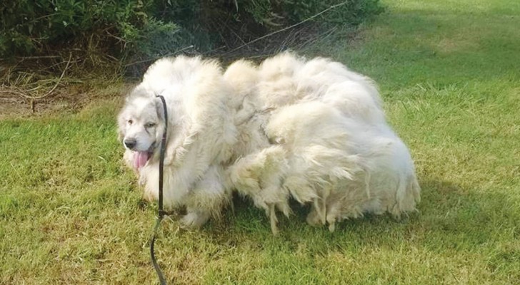 Dieser Hund war 6 Jahre lang in einem Kornspeicher gefangen. Seht ihn euch an...WOW!