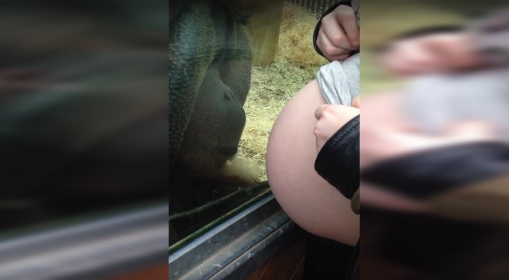 A curious orangutan and a pregnant woman meet!