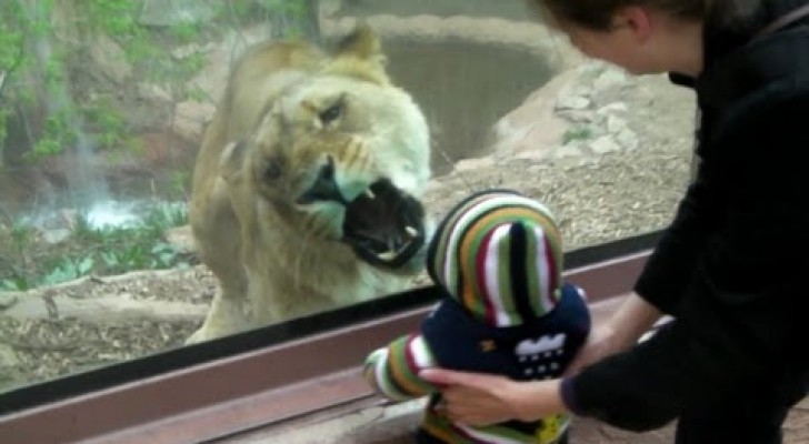 Uma criança caminha no zoológico: o que faz a leoa é curioso, mas inquietante...