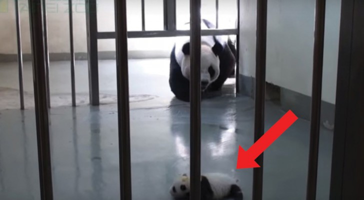 Tender reunion of a baby panda with its mother! 