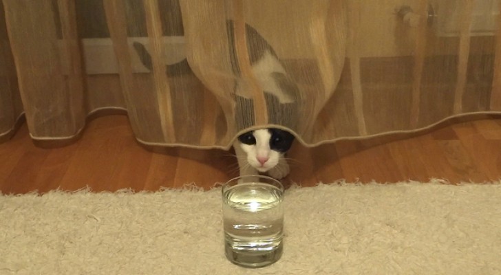 Gatto VS bicchiere d'acqua: il "duello" vi farà piegare dalle risate