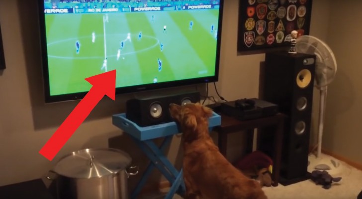 Il suo padrone mette una partita alla TV: quando vede la palla il cane IMPAZZISCE!