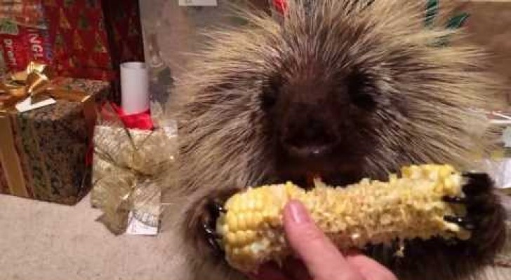 A talking hedgehog and his corncob