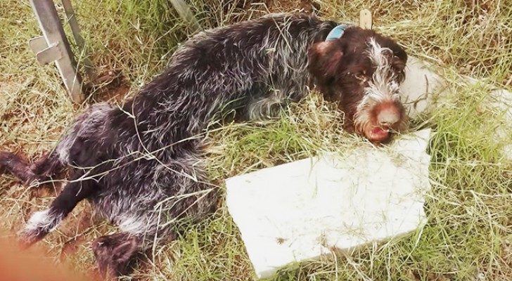 Er was maar weinig hoop voor deze ondervoede en verlamde hond, maar één detail veranderde alles...