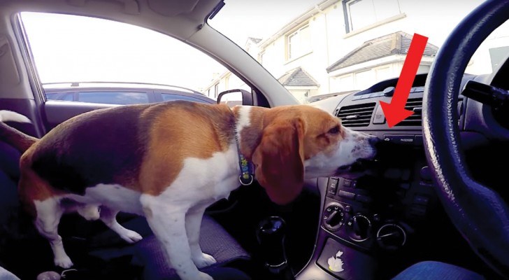 I cani non amano stare in macchina? Guardate questo video e vi ricrederete!
