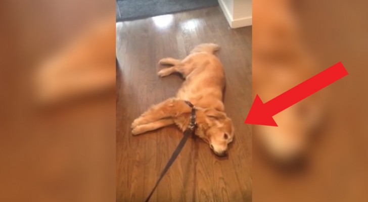 A pet owner tells his dog it is time to go for a walk ... 