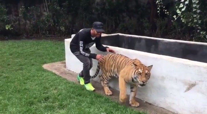 Een beroemde Formule 1 coureur haalt een grap uit met een tijger: de reactie van het dier is verbazingwekkend!