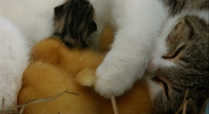 Eine fürsorgliche Katze, die kleine Enten wie ihre eigenen Kinder behandelt