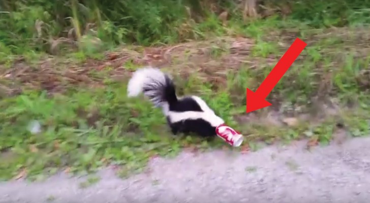 A man sees a desperate skunk in the road!