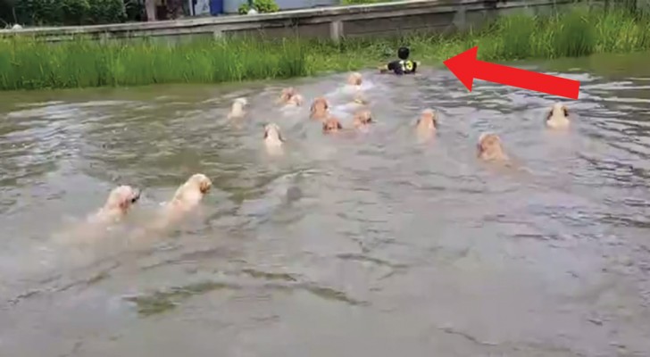Si tuffa nel fiume per una nuotata: a seguirlo è un gruppo di amici davvero particolare