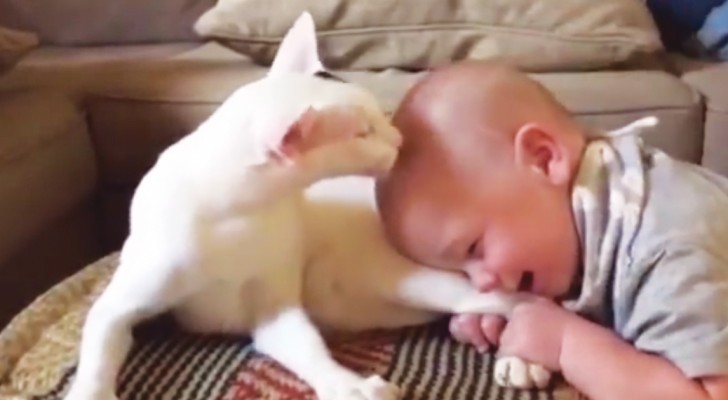 An adopted cat and the family's baby meet!