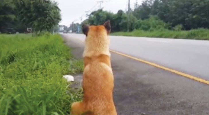 Deze hond is achtergelaten aan de kant van de weg: zijn gedrag raakt je in het hart! 