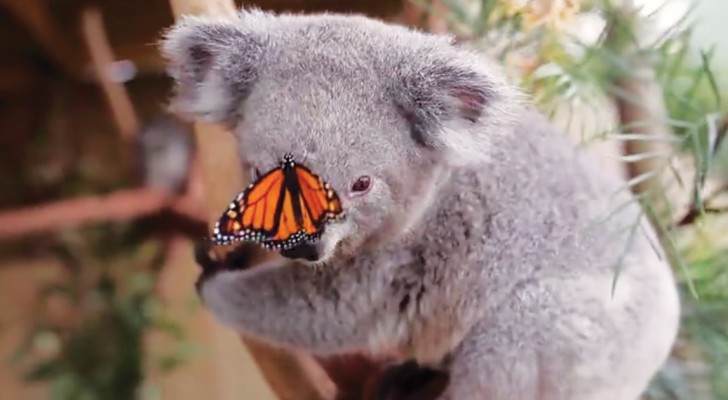 Una farfalla si posa sul muso del koala e rende il servizio fotografico una meraviglia!
