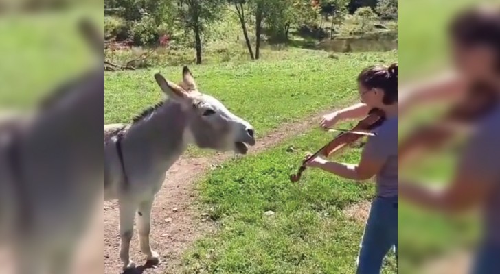 Als ze viool begint te spelen in een weiland, reageert deze ezel daar heel bijzonder op!