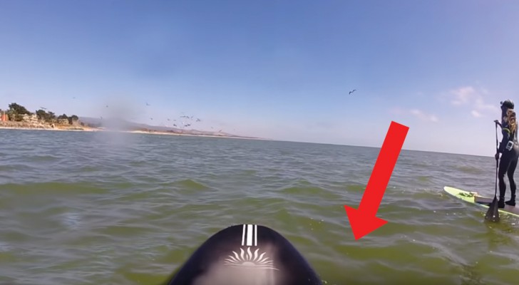 Ze is op zee met één van haar vrienden... houd je ogen gericht op de rechterkant van haar paddleboard! Wow!