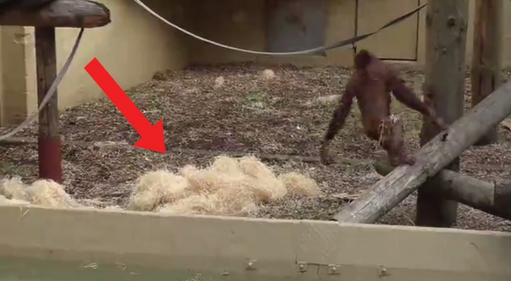 See why this orangutan makes piles of straw! 