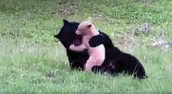 Mamma orsa e il suo cucciolo albino: i loro giochi sono un tripudio di dolcezza