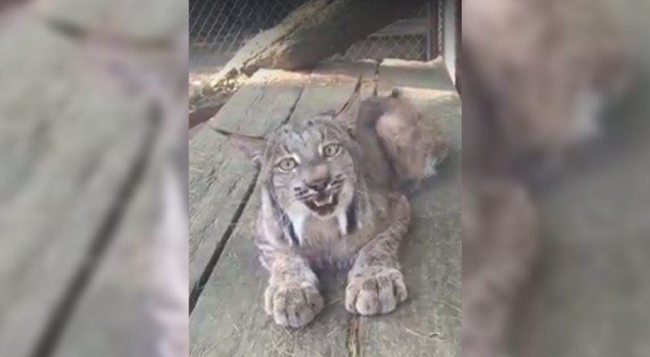 La lince apre le fauci per farsi sentire ma quello che viene fuori NON è il verso che vi aspettereste