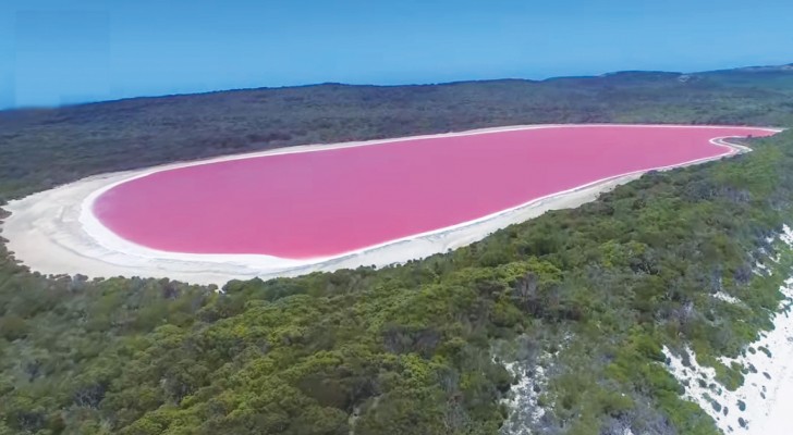 Het prachtige roze meer van Middle Island: dit zijn de prachtige beelden van een drone die over het meer vliegt