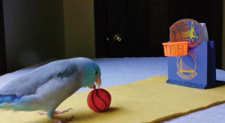 Il padrone ha predisposto il campo di gioco e il pappagallo sa come sfruttarlo!