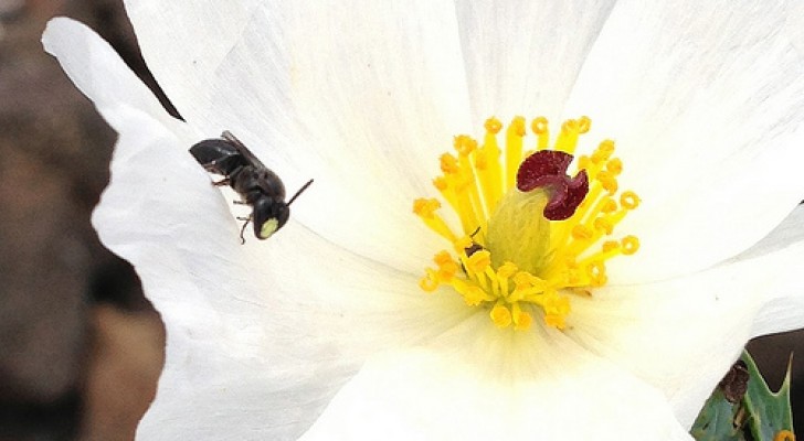Moria delle api: per la prima volta un ente ufficiale le dichiara in pericolo di ESTINZIONE