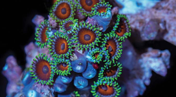 25000 photographies prises en un an: la beauté des coraux en ultra accéléré est INCROYABLE
