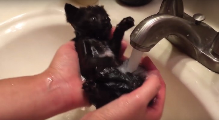 What does this kitten do when she is "forced" to take a bath?