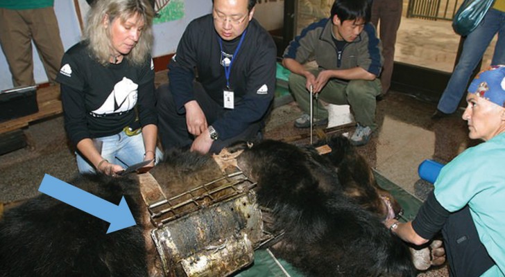Un orso vive per anni intrappolato in una cinta di metallo: ecco i suoi primi passi sull'erba