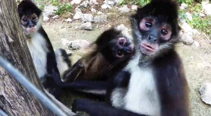 3 scimmiette sono intente ad una lotta giocosa, ma arriva qualcos'altro ad attrarre la loro attenzione...