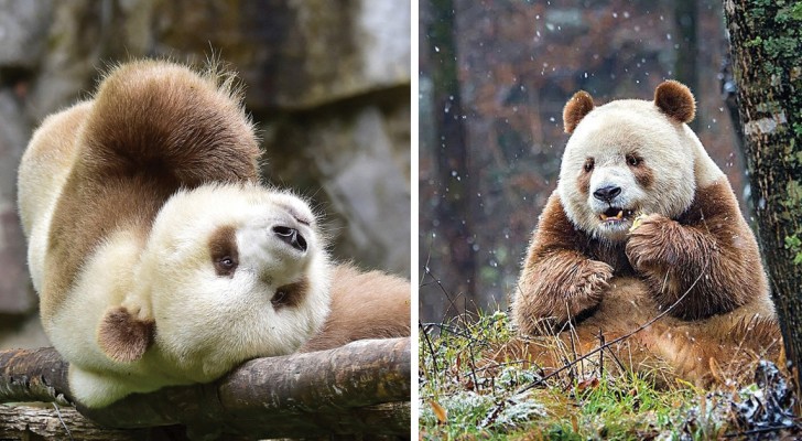 È forse l'unico panda marrone esistente al mondo: scopritelo in tutta la sua simpatia