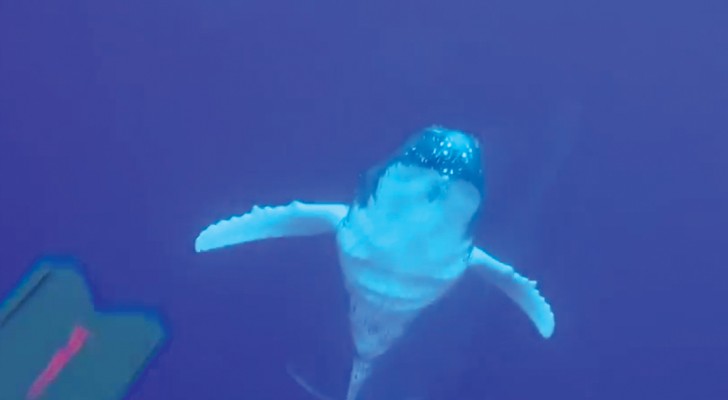 Un sub ve una ballena jorobada que nada hacia la superficie: lo que logra filmar es UNICO