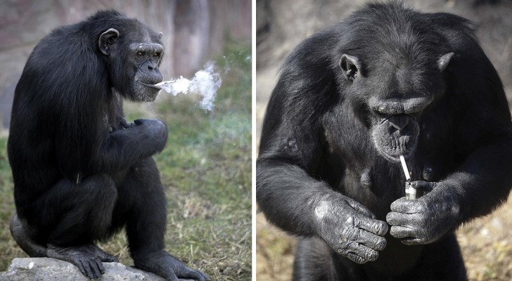 Fuma 20 sigarette al giorno: ecco la scimpanzé che è divenuta la 