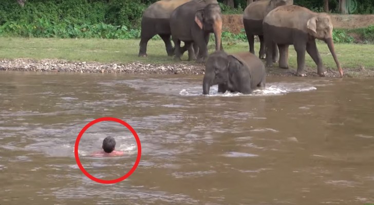 L'uomo "cade" in acqua e l'elefante lo segue: le sue intenzioni vi lasceranno sbalorditi!