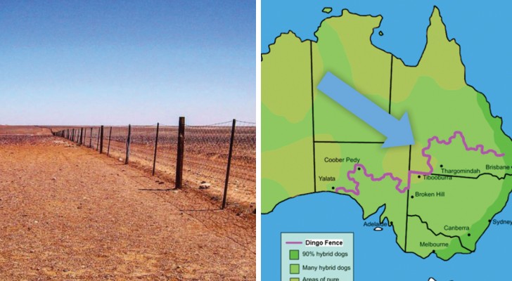 Una recinzione di 5400 km che taglia in 2 l'Australia: sai perché è stata costruita?