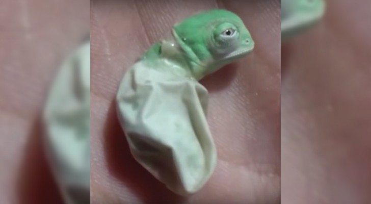 Watch the mesmerizing birth of a chameleon! 