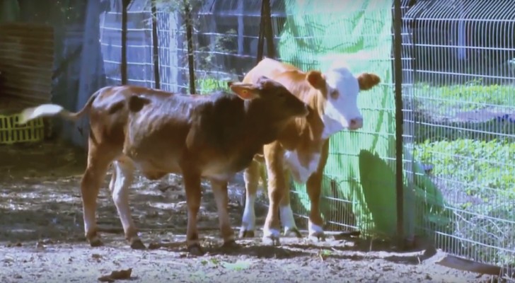 Salvate dal macello e messe in libertà per la prima volta: ecco come reagiscono queste due mucche