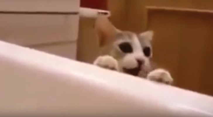 La padrona è nella vasca: il comportamento di questo gatto non ha eguali