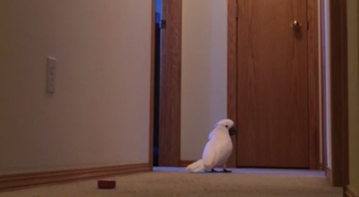 Deze papegaai lijkt iets te hebben verloren: de manier waarop hij door het huis loopt, laat zijn BEZORGDHEID duidelijk zien!
