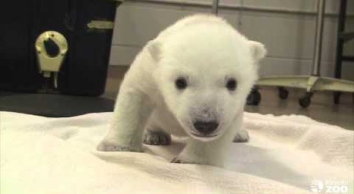 Les premiers pas d'un ours polaire