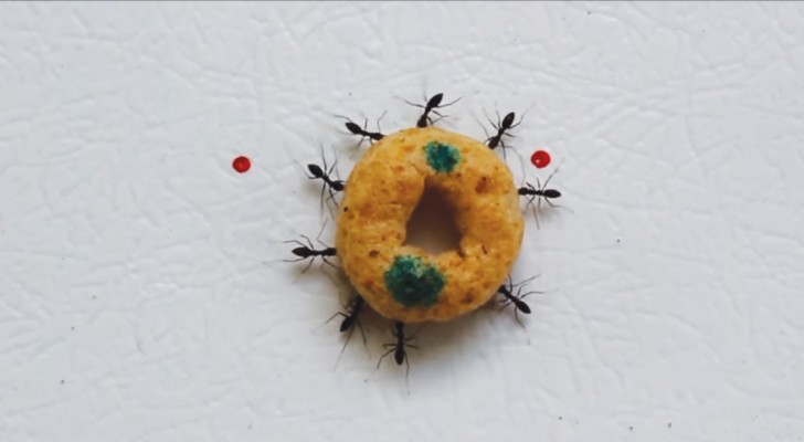 Vedere questo gruppo di formiche in azione è semplicemente incantevole: quanta intelligenza!